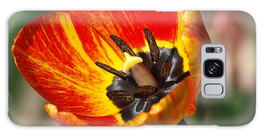 Peterson Nature Photography Tulip Tulips Spring Springtime Flower Flowers Flowering Red Yellow Close Up Macro Petal Petals Perfect Color Colors Coloring Colorful Simple Beauty Beautiful Garden Gardens Single Stem Minnesota Mn North America American Striking Natural Blossom Blossoming Perennial Perennials Signs Of Stamen Stamens Gardening Decorative Home Decorating Bold Galaxy Case featuring the photograph Simple Beauty by Melissa Peterson