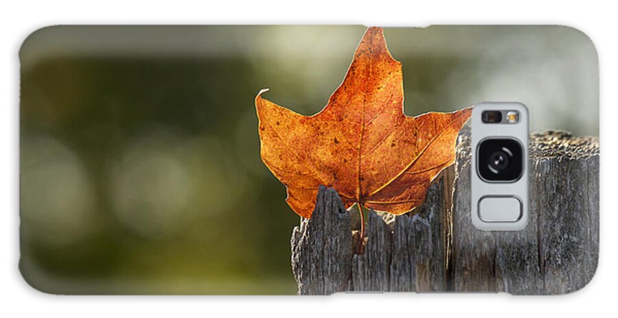 Maple Leaf Galaxy Case featuring the photograph Simply Autumn by Penny Meyers