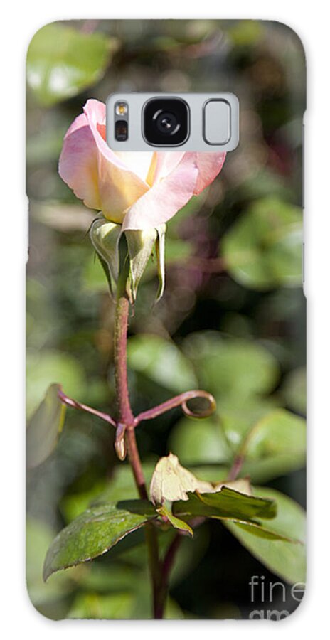 Pink Photographs Galaxy Case featuring the photograph Single Rose by David Millenheft