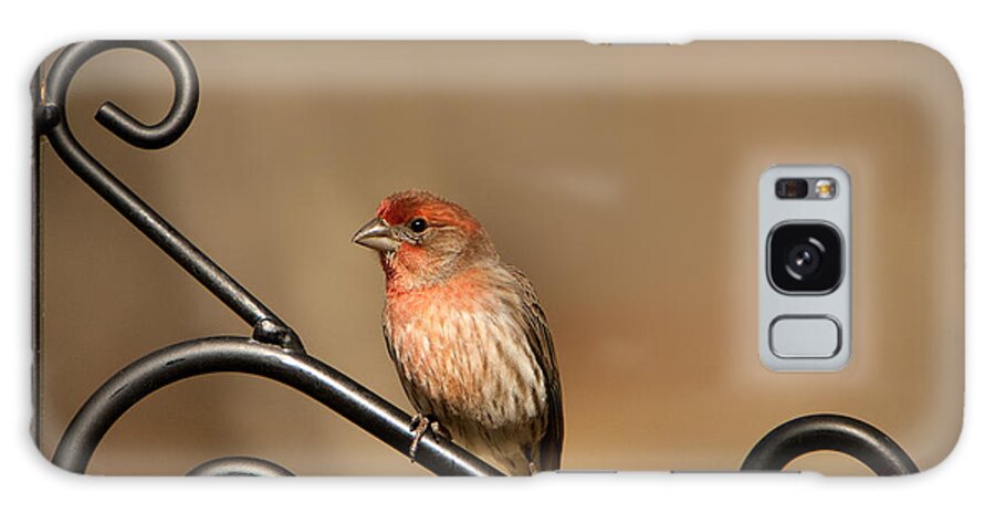 Carpodacus Mexicanus Galaxy Case featuring the photograph Sitting Pretty Red House Finch by Kathy Clark