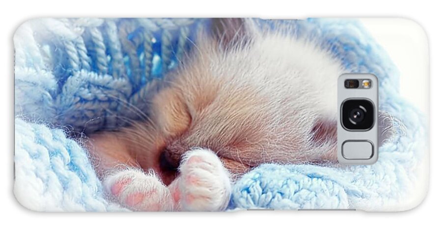 Siamese Kitten Galaxy Case featuring the photograph Sleeping Siamese Kitten by Tracie Schiebel
