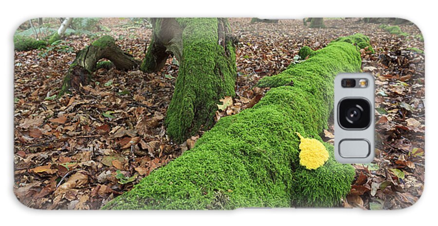 Heike Odermatt Galaxy Case featuring the photograph Slime Mold With Moss In Beech Forest by Heike Odermatt