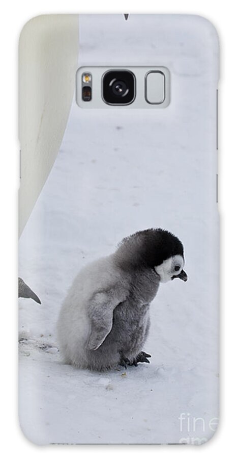 Emperor Penguin Galaxy Case featuring the photograph Small Emperor Penguin Chick by Greg Dimijian
