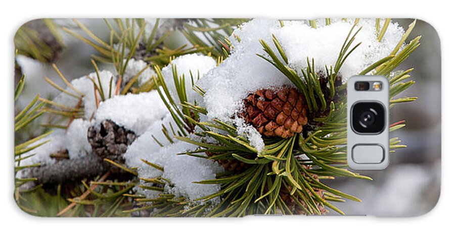 Snow Galaxy Case featuring the photograph Snow and Pinecone by Shari Sommerfeld