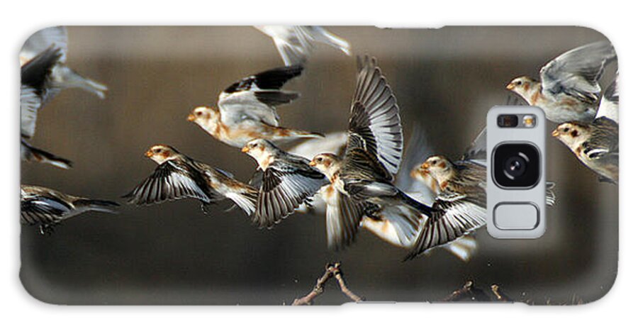 Wildlife Galaxy Case featuring the photograph Snow Buntings Taking Flight by William Selander