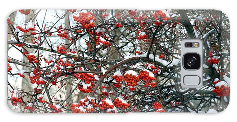 Snow-capped Mountain Ash Berries Galaxy Case featuring the photograph Snow- Capped Mountain Ash Berries by Will Borden