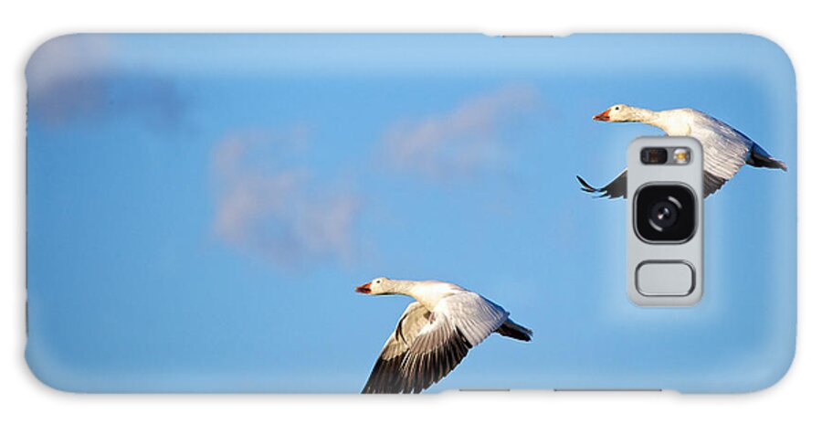 Snow Geese Galaxy Case featuring the photograph Snow Geese by David Kay