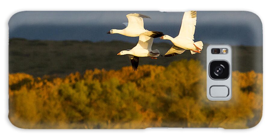 Bosque Del Apache Galaxy Case featuring the photograph Snow Geese Flying in Fall by Jean Noren