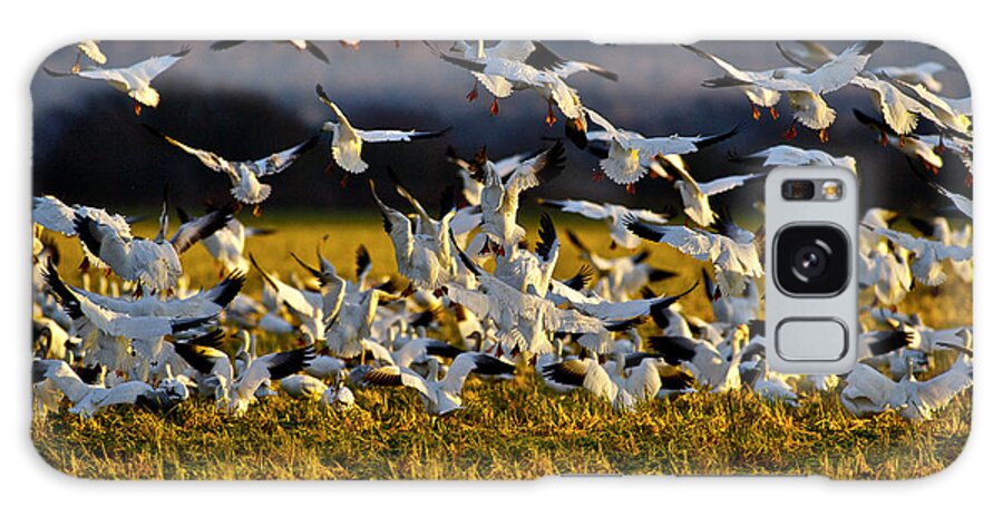 Birds Galaxy Case featuring the photograph Snow geese in glow of the sunset - 4 by Hisao Mogi