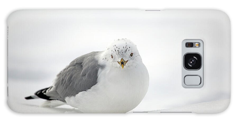 Winter Galaxy Case featuring the photograph Snow Gull by Karol Livote