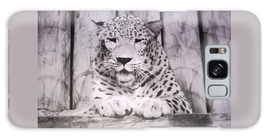 #snowleopard #white #spotted #florida #animalpark Galaxy Case featuring the photograph White Snow Leopard Chillin by Belinda Lee