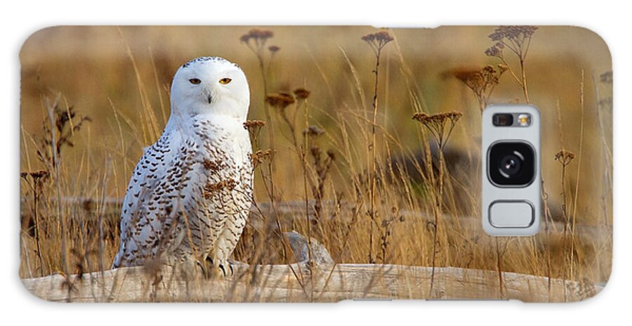 Snowy Owl Galaxy Case featuring the photograph Snowy by Aaron Whittemore