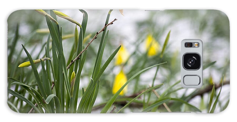 Daffodils Galaxy Case featuring the photograph Snowy Daffodils by Spikey Mouse Photography