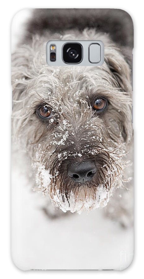 Pup Galaxy Case featuring the photograph Snowy Faced Pup by Natalie Kinnear