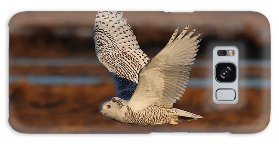 Snowy Owl Galaxy Case featuring the photograph Snowy Owl in Flight by Duane Cross