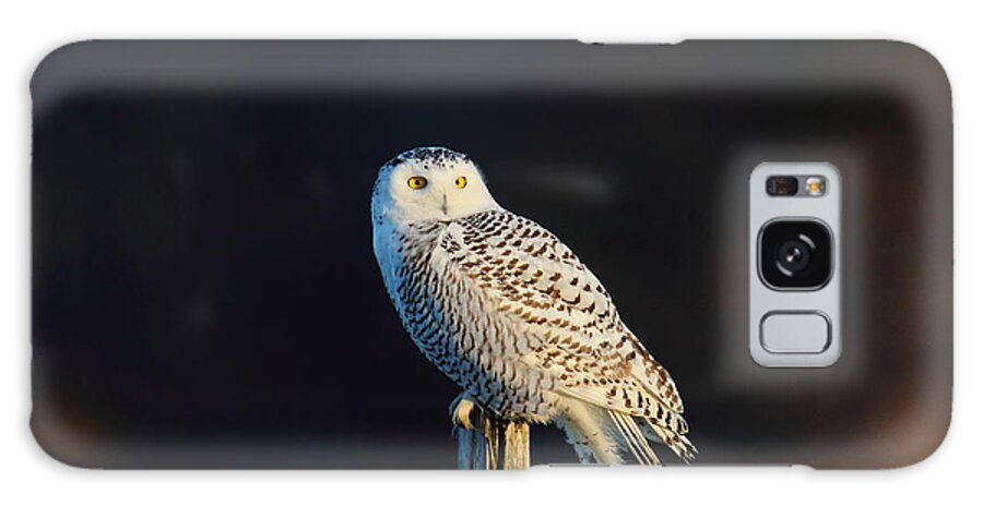 Snowy Owl Galaxy Case featuring the photograph Snowy Owl on a Post by Duane Cross