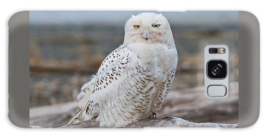Animal Galaxy Case featuring the photograph Snowy Owl Watching from a Driftwood Perch by Jeff Goulden