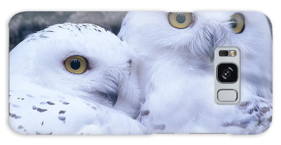Snowy Owls Galaxy Case featuring the photograph Snowy Owls by Paal Hermansen
