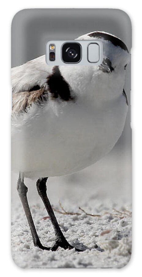 Snowy Plover Galaxy Case featuring the photograph Snowy Plover by Meg Rousher