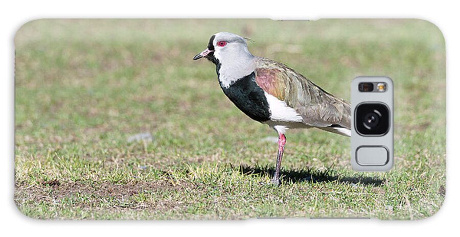 Southern Lapwing Galaxy Case featuring the photograph Southern Lapwing by Dr P. Marazzi/science Photo Library