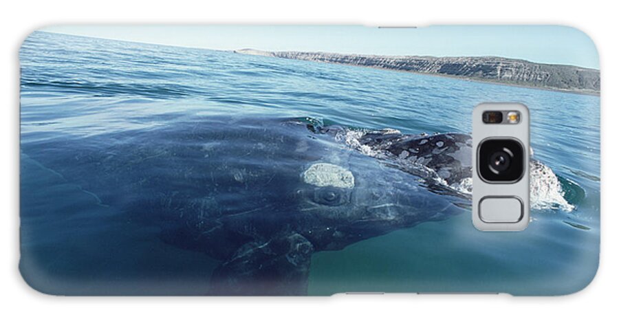 Feb0514 Galaxy Case featuring the photograph Southern Right Whale At Surface by Flip Nicklin