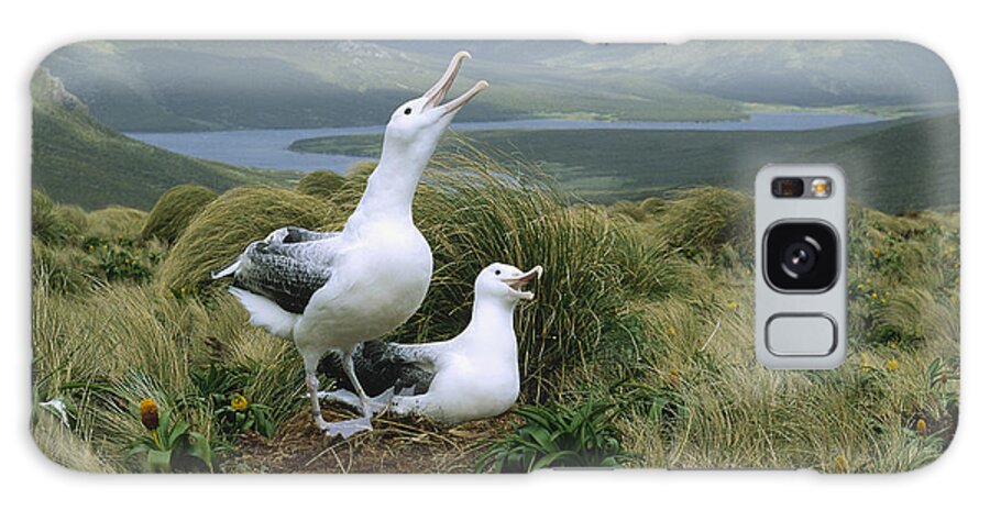 Feb0514 Galaxy Case featuring the photograph Southern Royal Albatrosses At Nest by Konrad Wothe