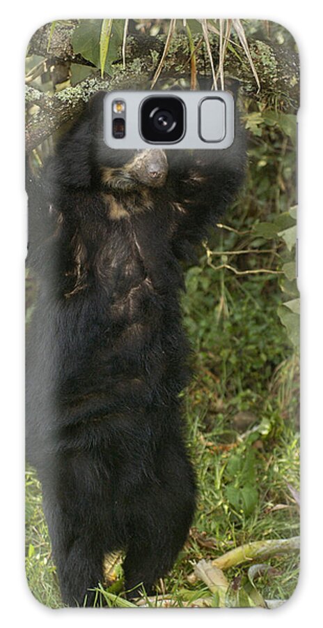 Feb0514 Galaxy Case featuring the photograph Spectacled Bear In Cloud Forest by Pete Oxford