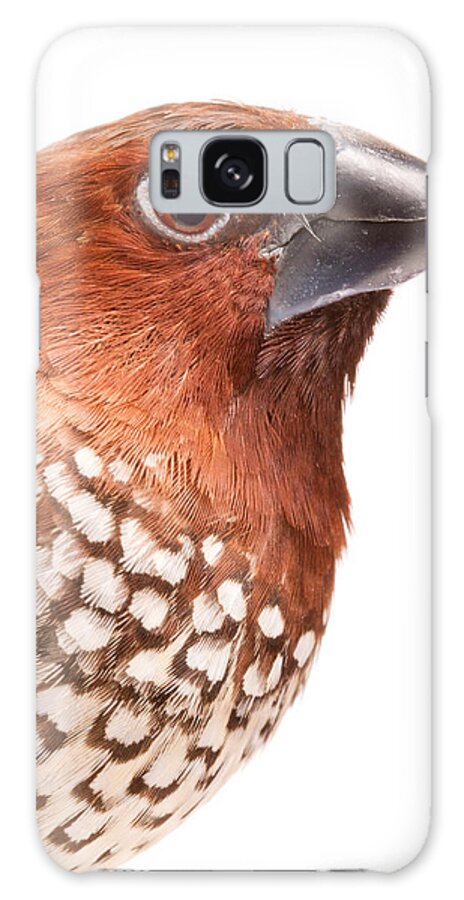 Spice Finch Galaxy Case featuring the photograph Spice Finch Lonchura Punctulata Portrait by David Kenny
