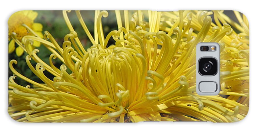 Spider Mums Galaxy Case featuring the photograph Spider Mums Maybe 2 by Helaine Cummins