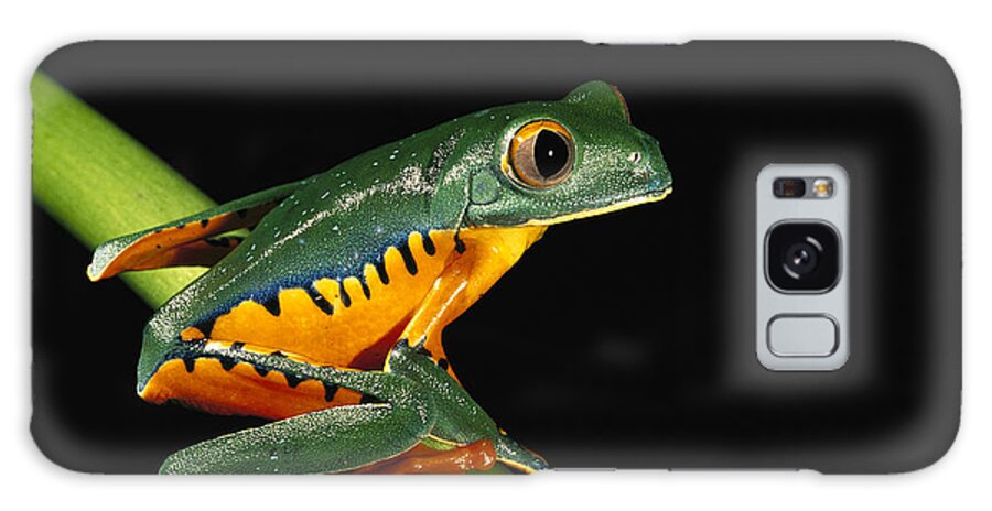 00217049 Galaxy Case featuring the photograph Splendid Leaf Frog Ecuador by Pete Oxford