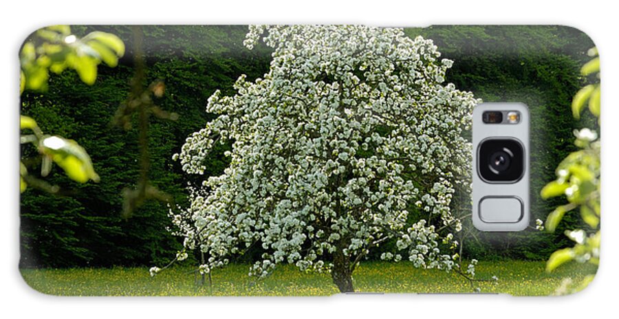 Spring Galaxy Case featuring the photograph Spring - blooming apple tree and green meadow by Matthias Hauser