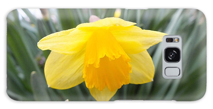 Daffodil Galaxy Case featuring the photograph Spring Daffodil by Kimmary MacLean