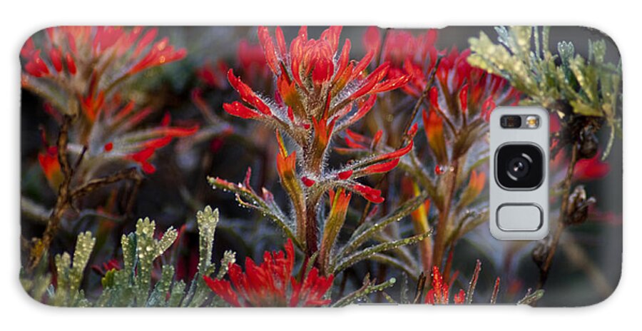 Paintbrush Galaxy Case featuring the photograph Spring Dew Paintbrush by Eric Rundle