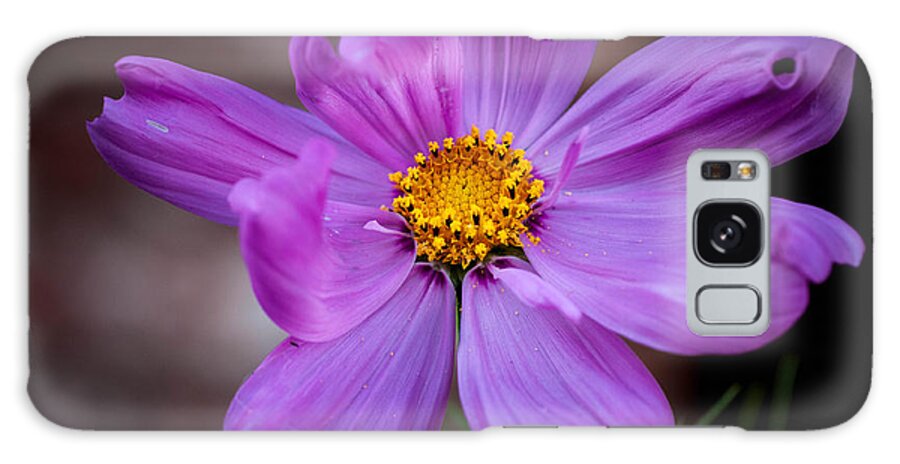 Alone Galaxy Case featuring the photograph Cosmo Spring Flower Horizontal by Connie Cooper-Edwards