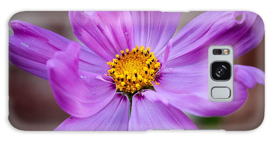 Alone Galaxy Case featuring the photograph Cosmo Spring Flower square by Connie Cooper-Edwards