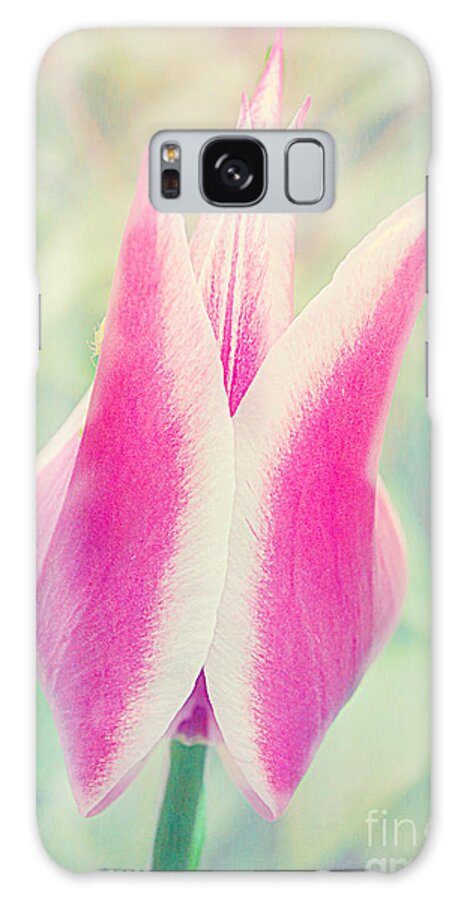 Macro Tulip Galaxy Case featuring the photograph Spring Spectacular by Peggy Franz