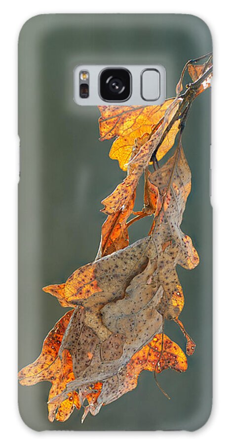 Quercus Galaxy S8 Case featuring the photograph Spring Sun on Winter Oak Leaves by Jim Zablotny