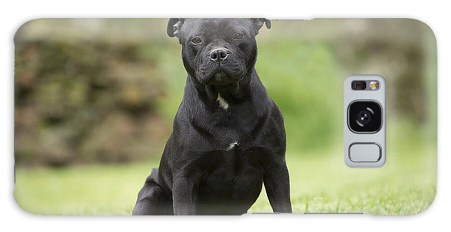 Dog Galaxy Case featuring the photograph Staffordshire Terrier by Jean-Michel Labat