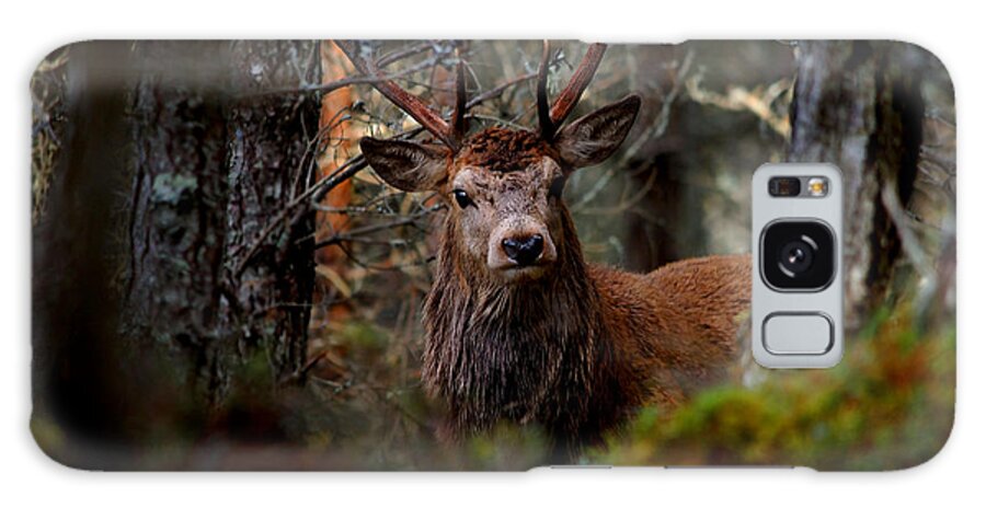 Stag In The Woods Galaxy S8 Case featuring the photograph Stag in the woods by Gavin Macrae