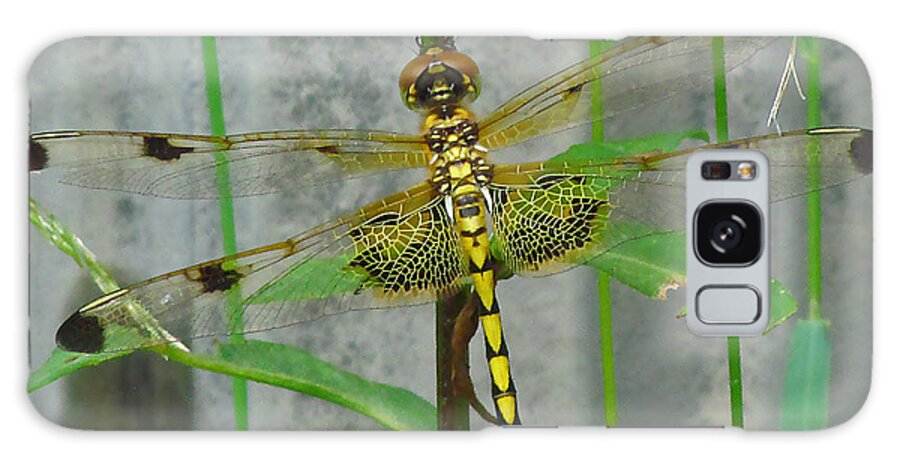 Dragonfly Galaxy Case featuring the photograph Stained Glass on the Wing by Deborah Johnson