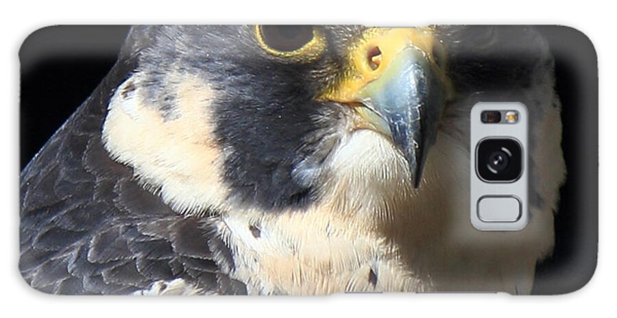 Peregrine Galaxy Case featuring the photograph Steely Stare by Randy Hall