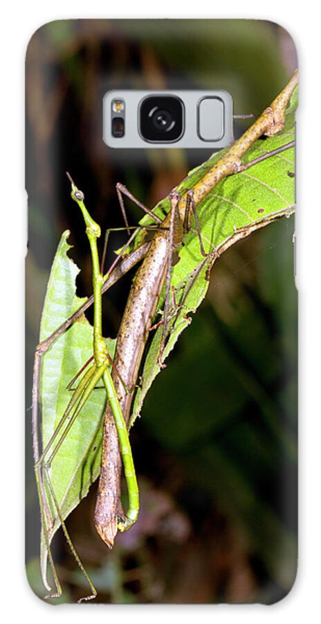 Amazon Galaxy Case featuring the photograph Stick Grasshoppers Mating by Dr Morley Read