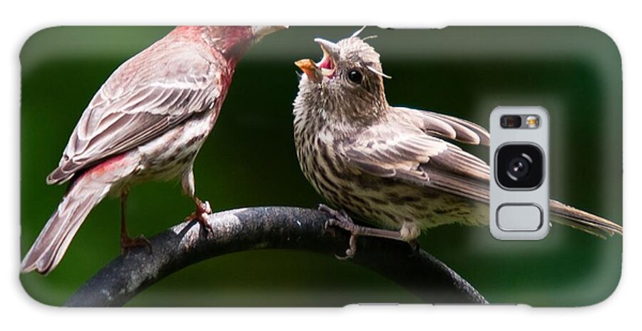 Purple Finch Galaxy S8 Case featuring the photograph Stop playing dad. give it to me by Robert L Jackson