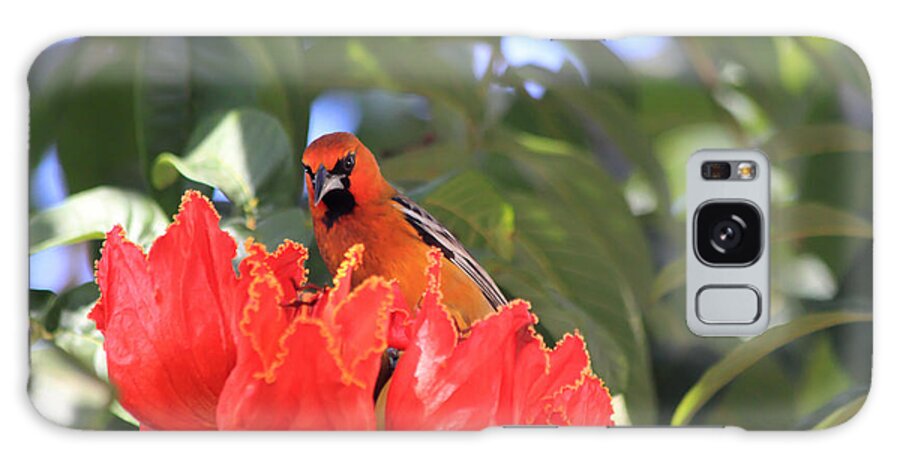 Streak-backed Oriole Galaxy Case featuring the photograph Streak-Backed Oriole by Shane Bechler