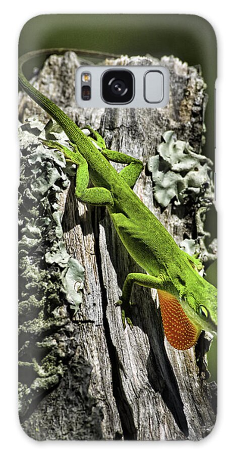 Green Anole Galaxy Case featuring the photograph Stressed Anole by Donald Brown