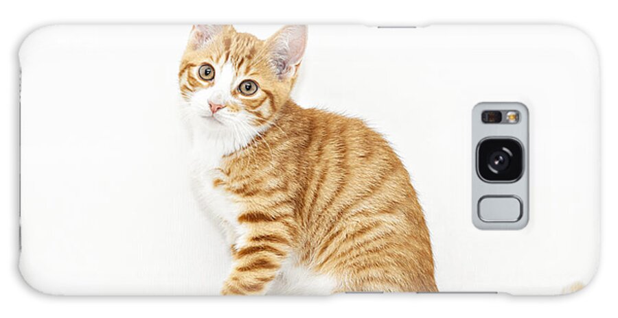 Kitten Galaxy Case featuring the photograph Stripy red kitten sitting down by Sophie McAulay