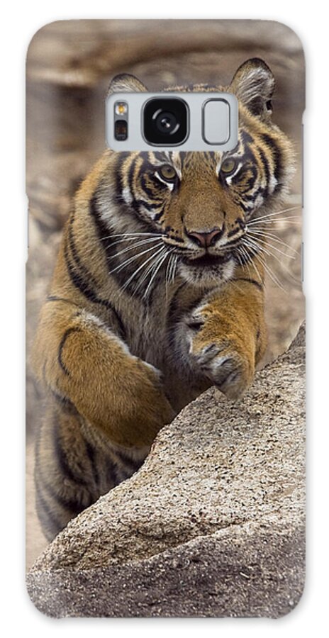 Feb0514 Galaxy Case featuring the photograph Sumatran Tiger Cub Jumping Onto Rock by San Diego Zoo