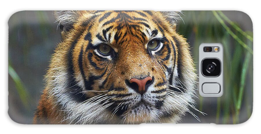 Martin Willis Galaxy Case featuring the photograph Sumatran Tiger by Martin Willis