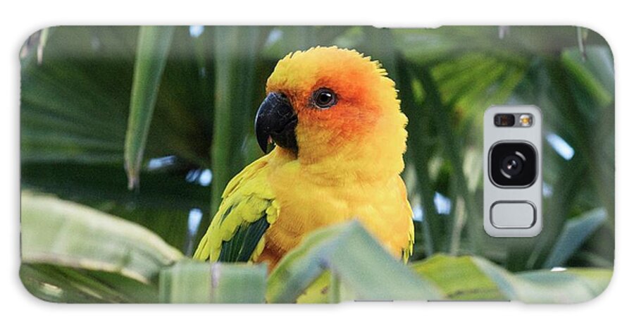 Sun Parakeet Galaxy Case featuring the photograph Sun Parakeet In A Palm Tree by Brian Gadsby/science Photo Library