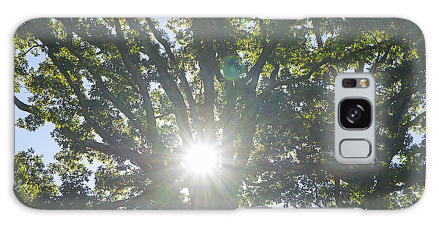 Sunflare Galaxy Case featuring the photograph Sunflare Oak Trees by Sharon Popek